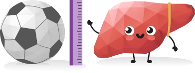 печінка
